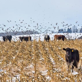 Cattle in snow-covered corn residue