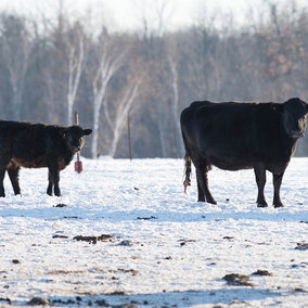 Cattle in snow