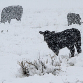 Cattle in snowstorm