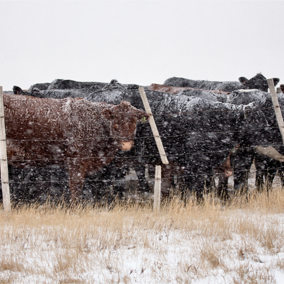 Cattle grouped during snowstorm