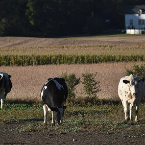 Holstein cattle graze a grassy field beside a mature soybean field ready for harvest.