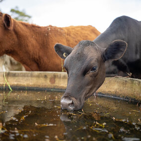 Cattle drinking from a stock tank with visible algae floating on the water’s surface.