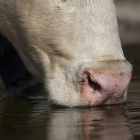 Cow drinking water from stocktank