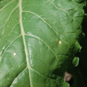 Lesions on sugar beet leaves.