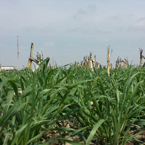 This a cereal rye cover crop at the threshold (1,000 lb/ac) biomass level. It is about 6-8 inches tall (April 13, 2017 at the south-central Nebraska site).