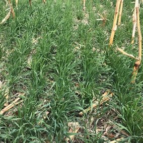 Cereal rye in corn stubble