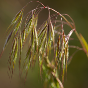 Cheatgrass closeup