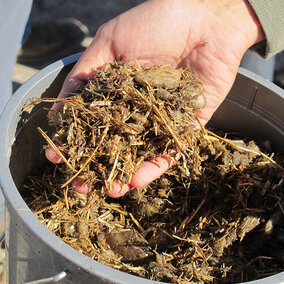 Mixture of chopped sugarbeets and wheat