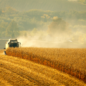 Combine in corn field