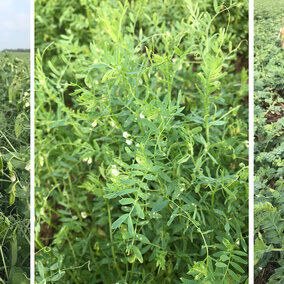 Three photos of field peas, lentils, and chickpeas in the field.