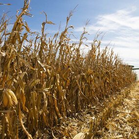 Combine harvesting corn