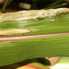 Goss's bacterial wilt and blight and northern corn leaf blight on the same corn leaf.