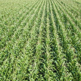 Corn field in aerial view