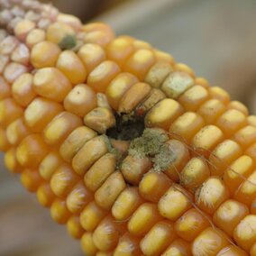 Aspergillus ear rot damage in corn