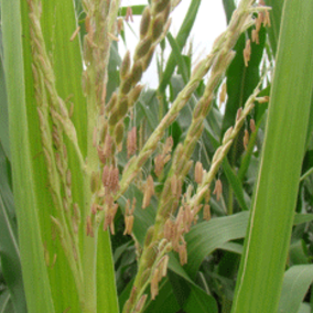 Corn at pollination
