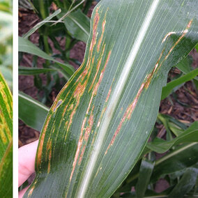 Sampling of bacterial leaf streak lesions of corn