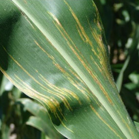 Bacterial leaf streak in corn