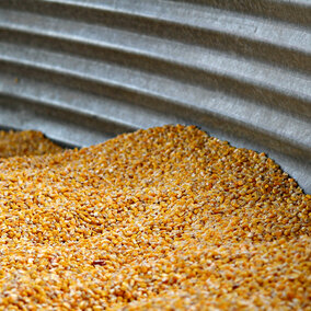 Corn in bin