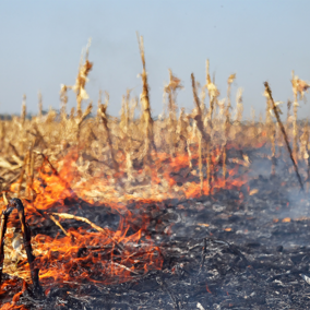 Corn stubble burning