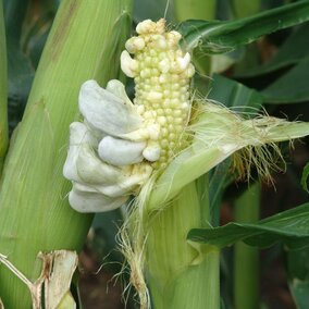 common corn smut on an ear