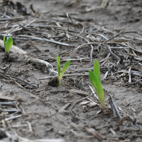 Corn seedlings exhibiting 