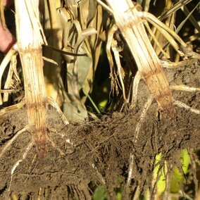 Crown rot in corn