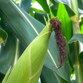 Corn in dented growth stage
