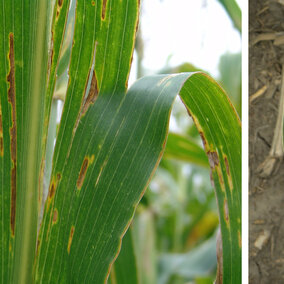 Bacterial leaf streak and Goss's wilt