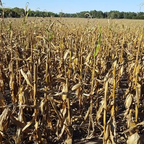 The tops of corn plants that have Anthracnose stalk rot top dieback may break off prior to harvest, but are not always an indicator of stalk and crown rot lower on the plant. 