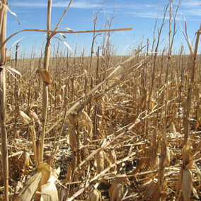 Downed corn leading to harvest complications in 2012