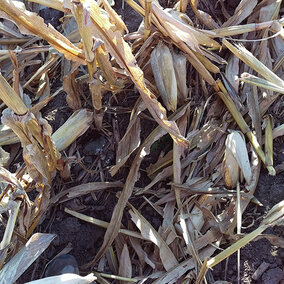 Figure 1. It's likely that a combination of factors this year led to weakened corn ear shanks, large ears, and stalk and ear rots which together may have contributed to increased ear dropping.