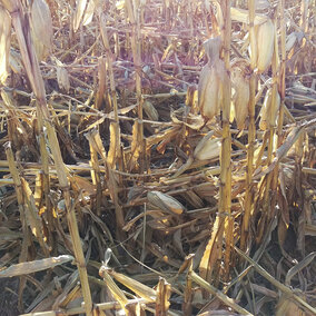 Figure 1. High winds this week caused corn to go down in many southern Nebraska fields, complicating harvest. (Photo by Jenny Rees)