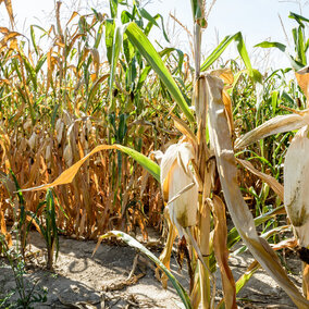 Drought-stressed corn
