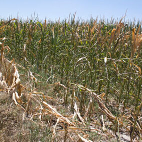 drought stressed corn