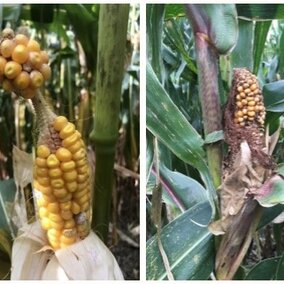 barbel ear and short husk deformations in corn