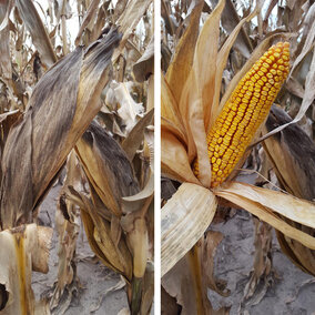 Figures 1a and b. Growth of fungi feeding on dead/decaying tissue and their black spores on corn husks (a) (and other plant parts) may give it a dark, dusty appearance, especially during harvest. The ear itself is usually unaffected by these fungi (b). 