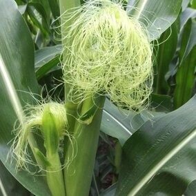 corn ear silk