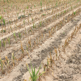Figure 1. Field of early-planted corn that burned up due to drought conditions during the early season in 2017. (Photo by Strahinja Stepanovic) 