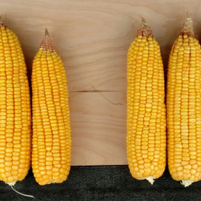 Figure 1. Variation in kernel setting in corn in Iowa. (Photo by Mark Licht)