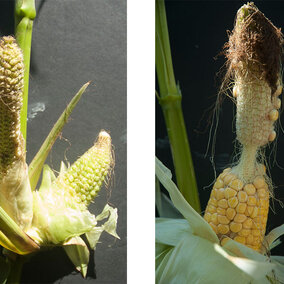 Malformed corn ears