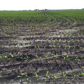 Early planted corn field in the Platte River Valley near Fremont