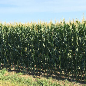 A corn field at early stages of grain filling near Saronville, Nebr.  (Photo by Agustina Diale; taken on July 27, 2016.)