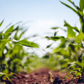 Corn field