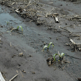 Part of a row of corn struggling to survive