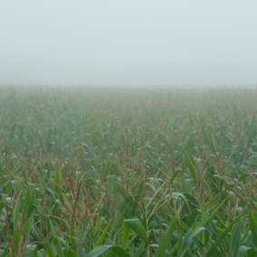 corn field under heavy fog