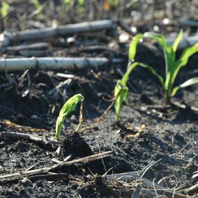 Frost-damaged corn