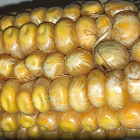 Starburst pattern on Fusarium-infected corn kernels
