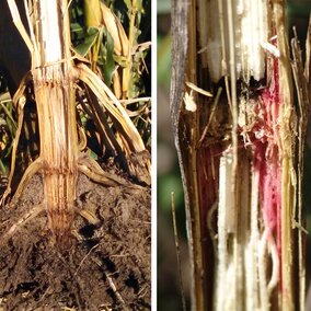 Gibberella and fusarium stalk rots in corn