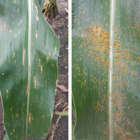 Gray leaf spot (left) and southern rust (right) in corn