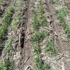 Corn Green Cereal Rye